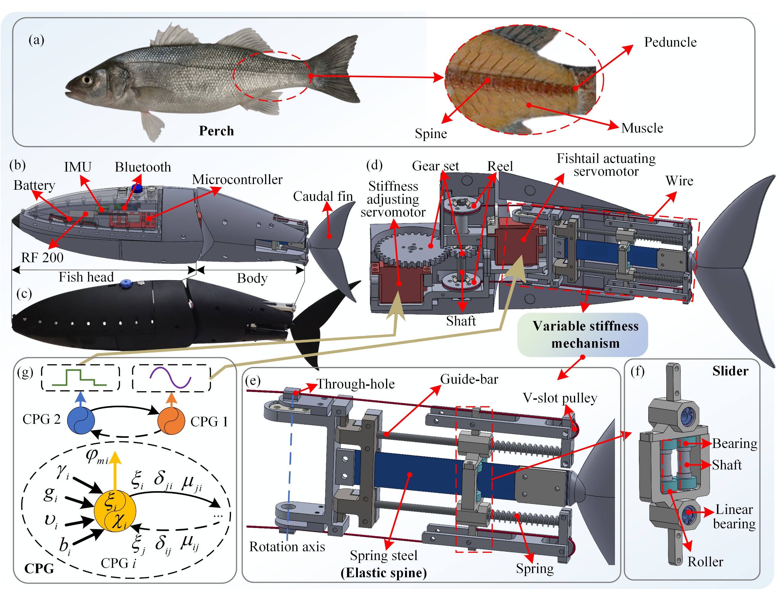 Variable stiffness robotic fish